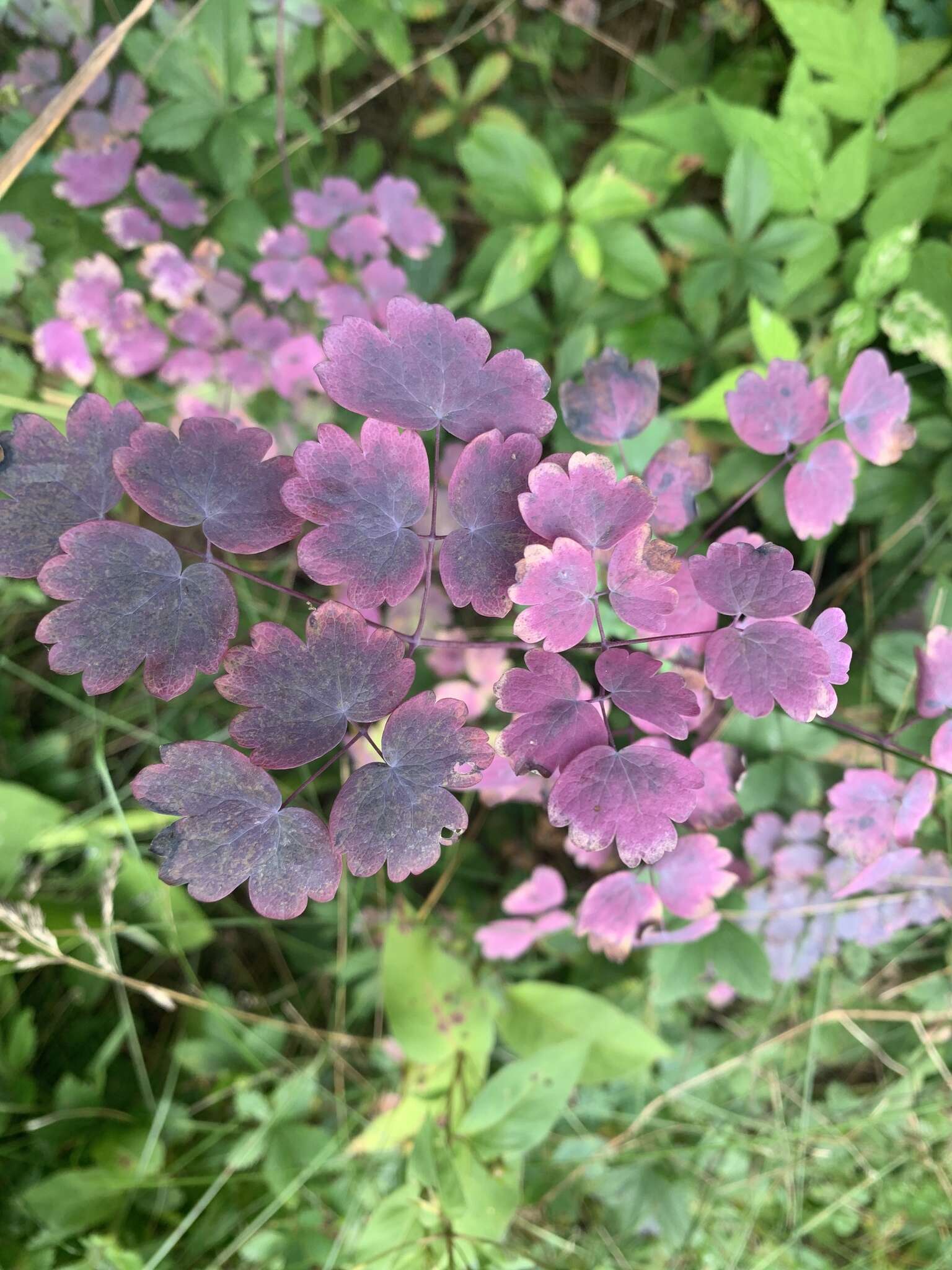 Image of Veiny-Leaf Meadow-Rue