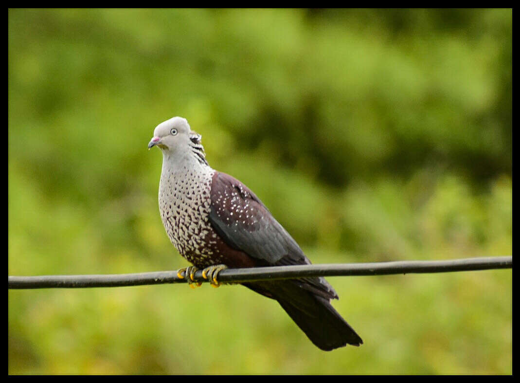 Image of Speckled Wood Pigeon