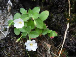 Слика од Epilobium astonii (Allan) Raven & Engelhorn