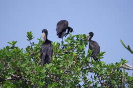 Image of Openbill stork