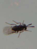 Image of Parasitoid wasp