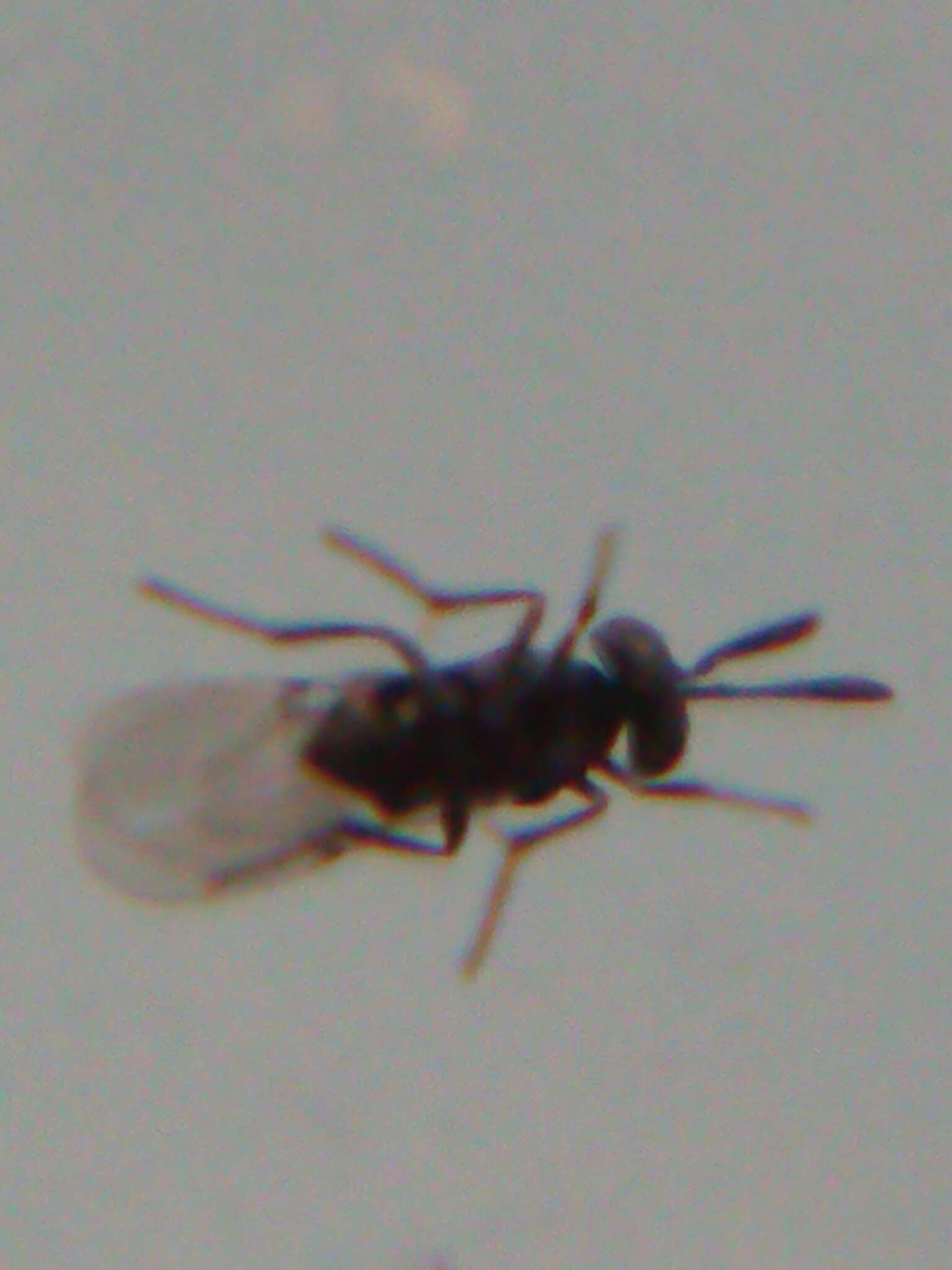 Image of Parasitoid wasp