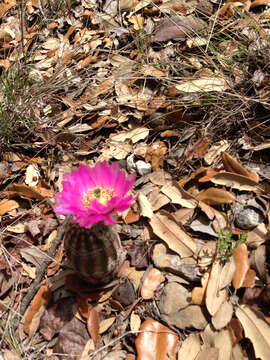 Image of white lace cactus of Texas