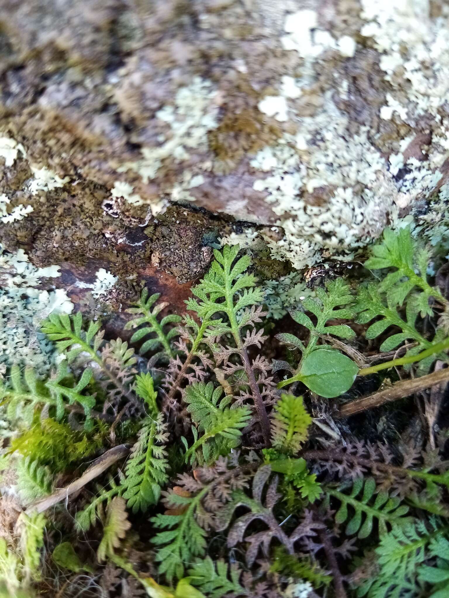 Image of Leptinella minor Hook. fil.