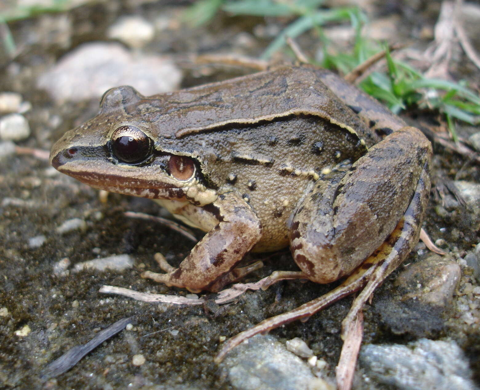 Image of Leptodactylus notoaktites Heyer 1978