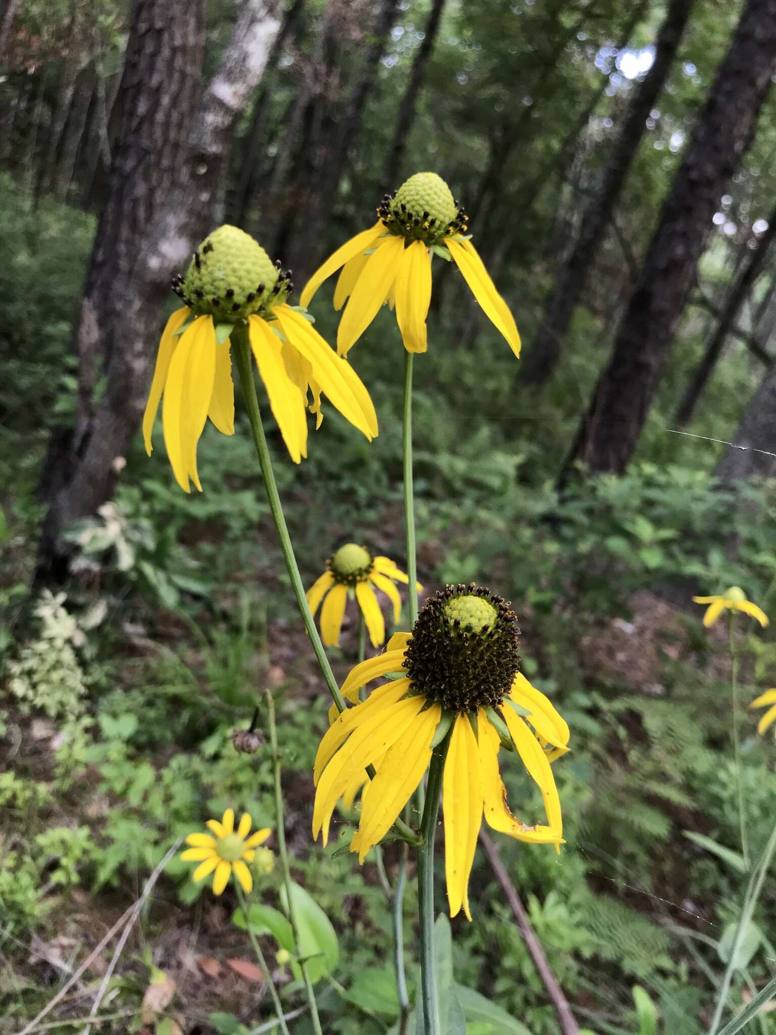 Image of roughleaf coneflower