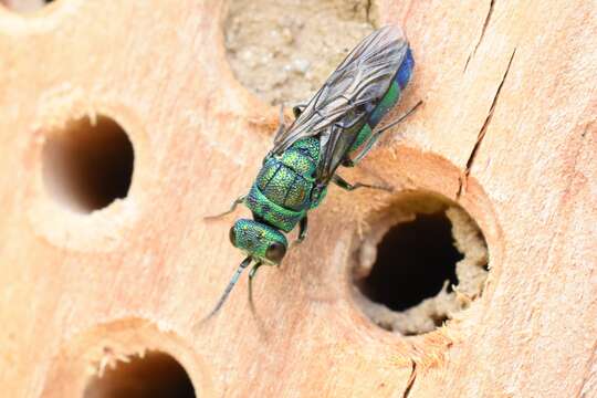 Image of <i>Chrysis iris</i>