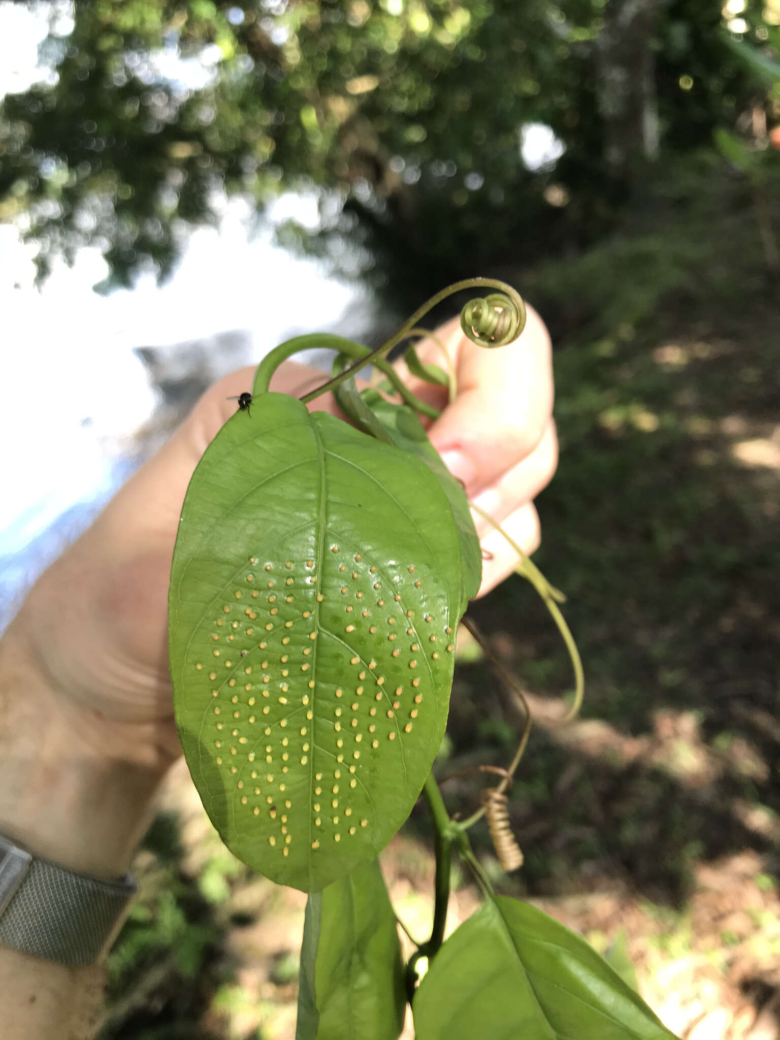 Passiflora ambigua Hemsl. ex Hook. fil. resmi