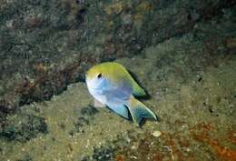 Sivun Chromis dasygenys (Fowler 1935) kuva