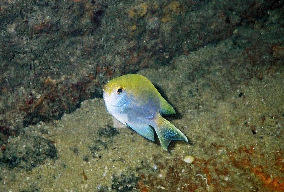 Sivun Chromis dasygenys (Fowler 1935) kuva