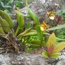 Image of Prosthechea obpiribulbon (Hágsater) W. E. Higgins