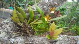 Image of Prosthechea obpiribulbon (Hágsater) W. E. Higgins