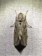 Image of Gray-streaked Armywom Moth