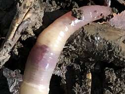 Image of Woodland white worm