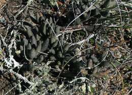 Image of Brittle Adromischus
