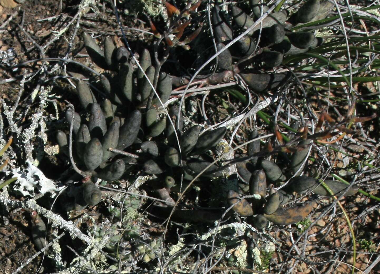 Image of Brittle Adromischus