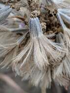 Image of Liatris carizzana (Gaiser) G. L. Nesom