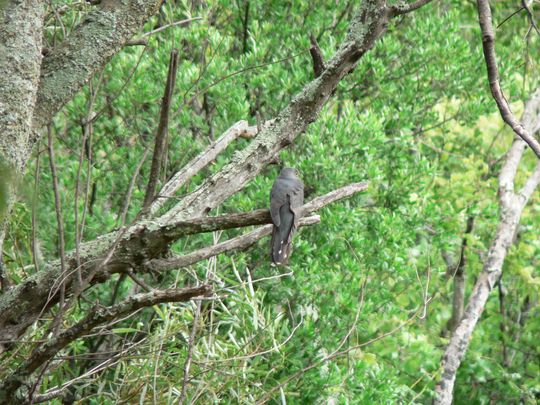 Image of Red-chested Cuckoo