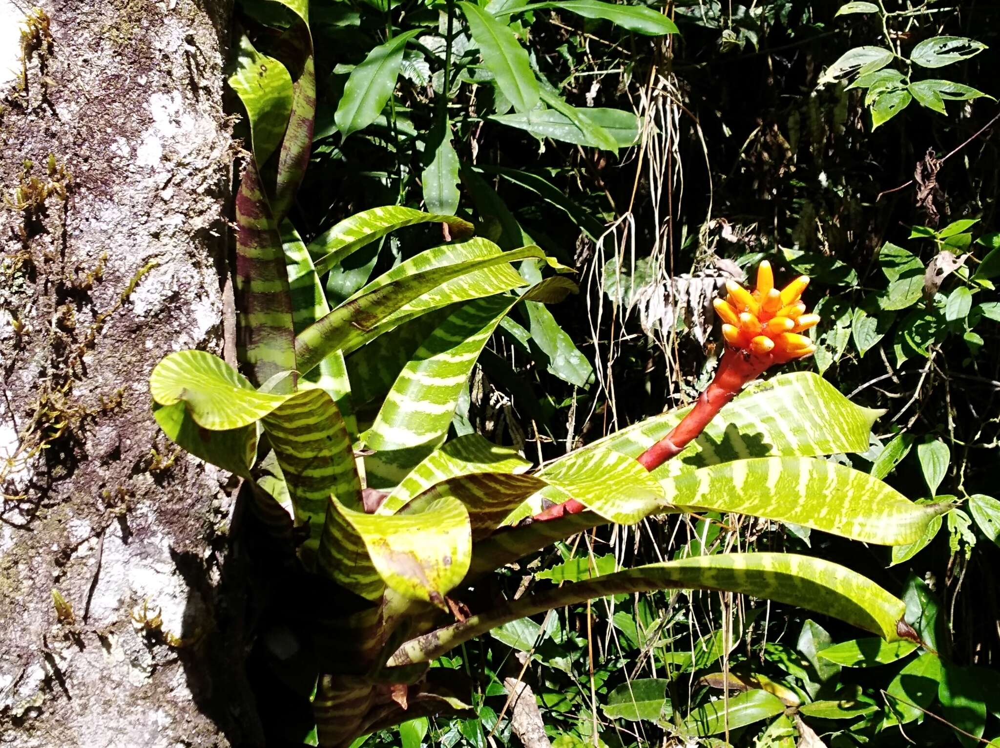 Image of Guzmania musaica (Linden & André) Mez