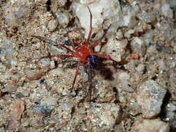 Image of Red-and-black spider