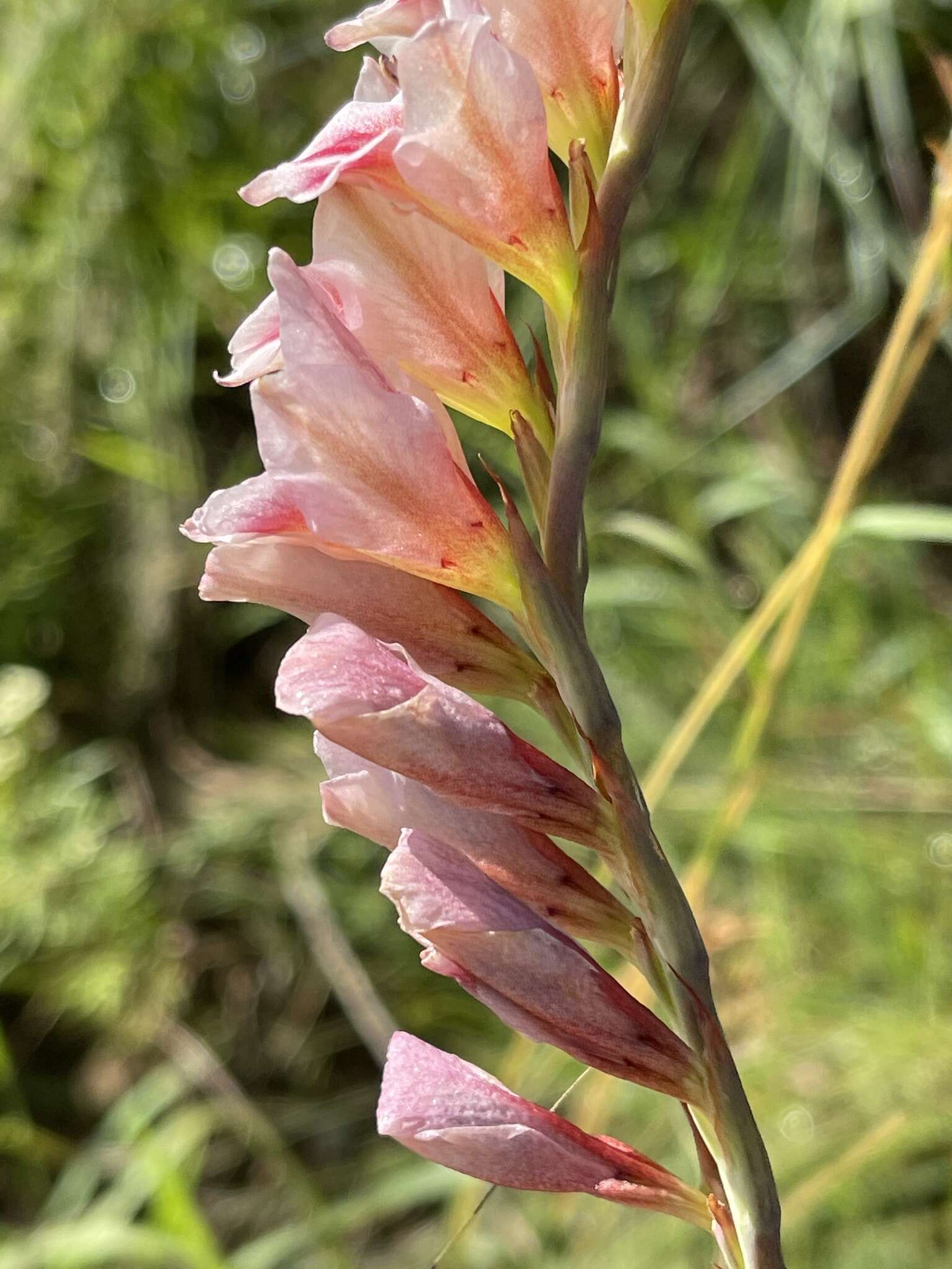 Imagem de Gladiolus serpenticola Goldblatt & J. C. Manning