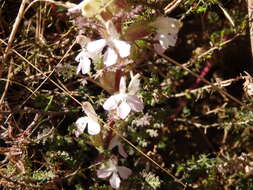 Image of Pedicularis sylvatica subsp. lusitanica (Hoffmgg. & Link) Coutinho