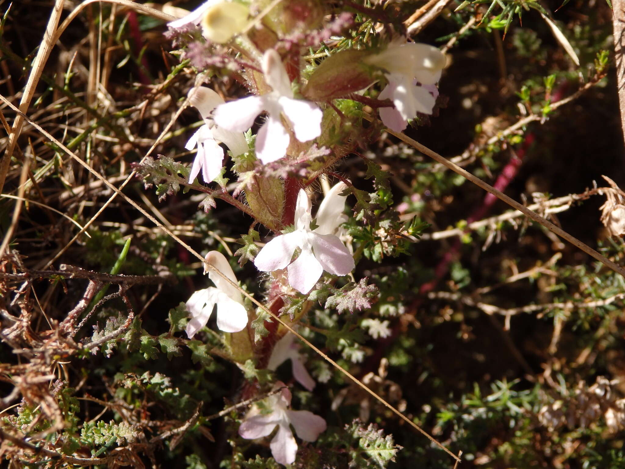 Imagem de Pedicularis sylvatica subsp. lusitanica (Hoffmgg. & Link) Coutinho