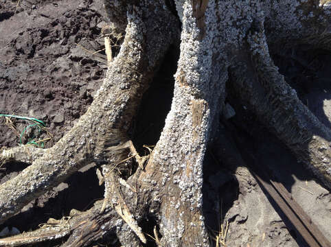 Image of Crenate barnacle