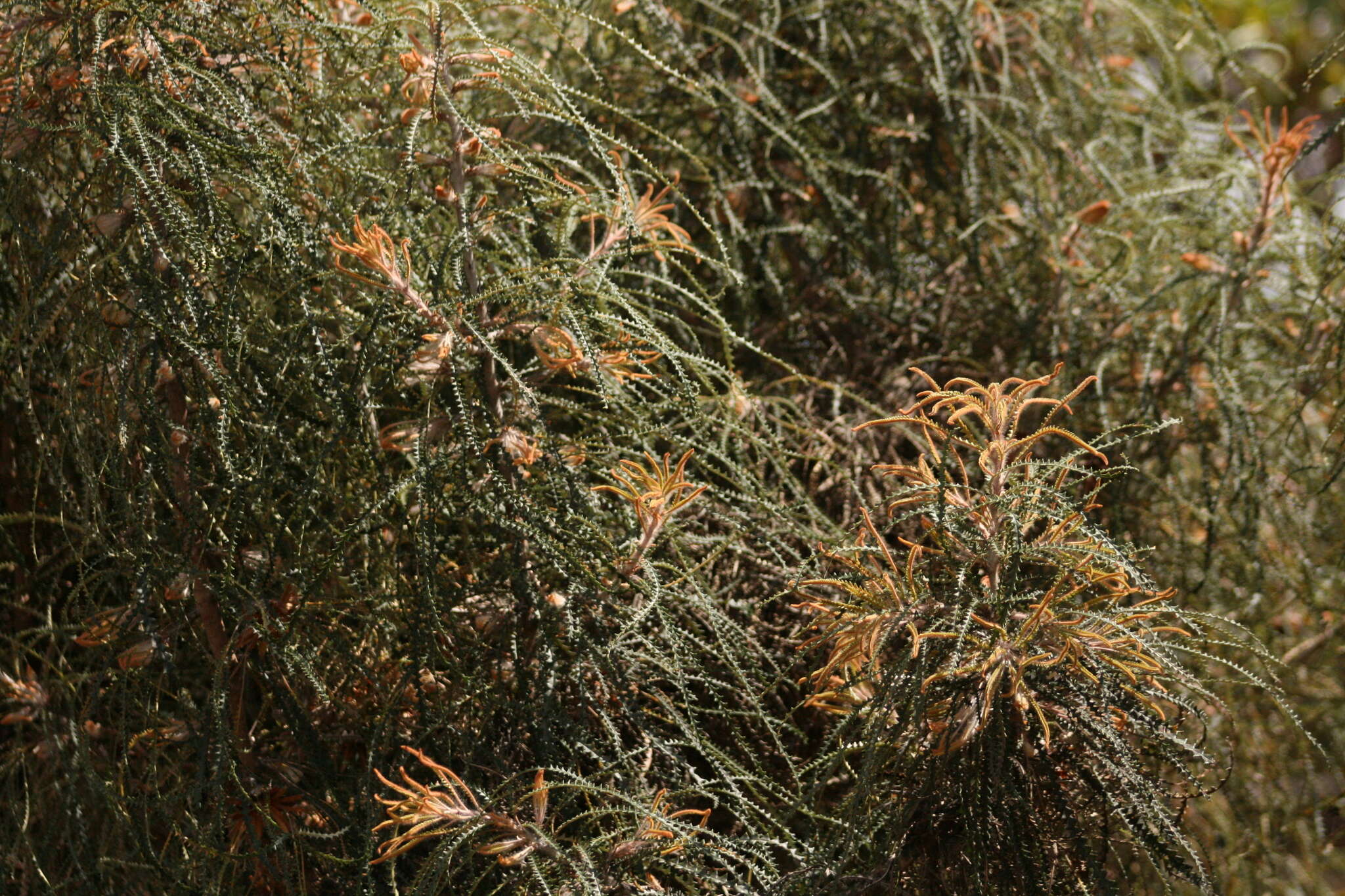 Imagem de Banksia dryandroides Baxter