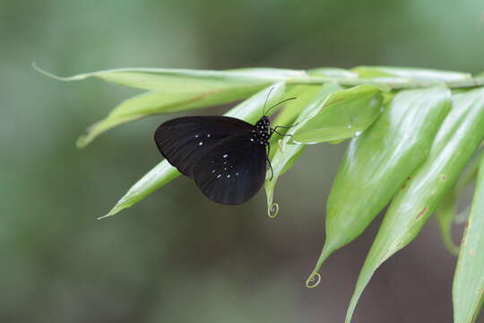 Image of Euploea treitschkei Boisduval 1832