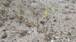 Image of California ragwort