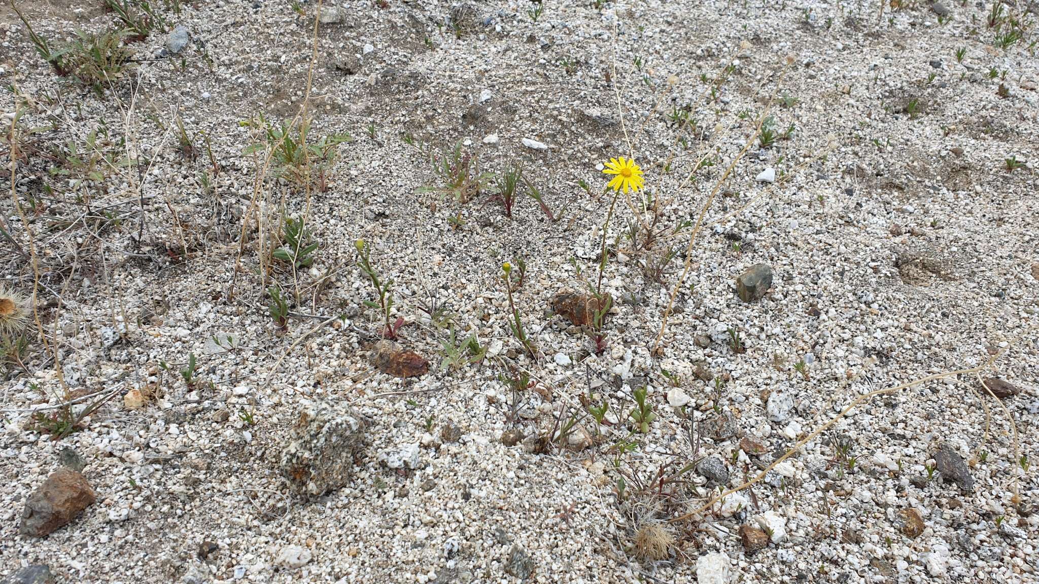 Image of California ragwort