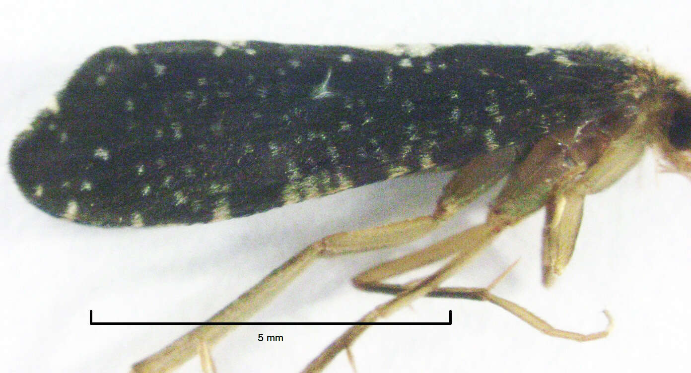 Image of Polyplectropus altera McFarlane ex McFarlane & Cowie 1981