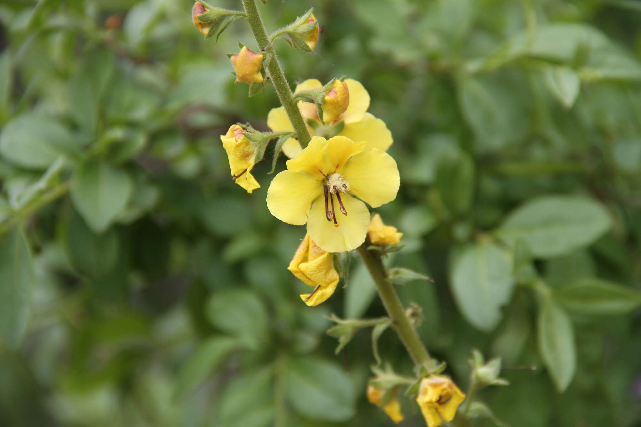 Image of Verbascum spectabile Bieb.