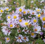 Image of western aster