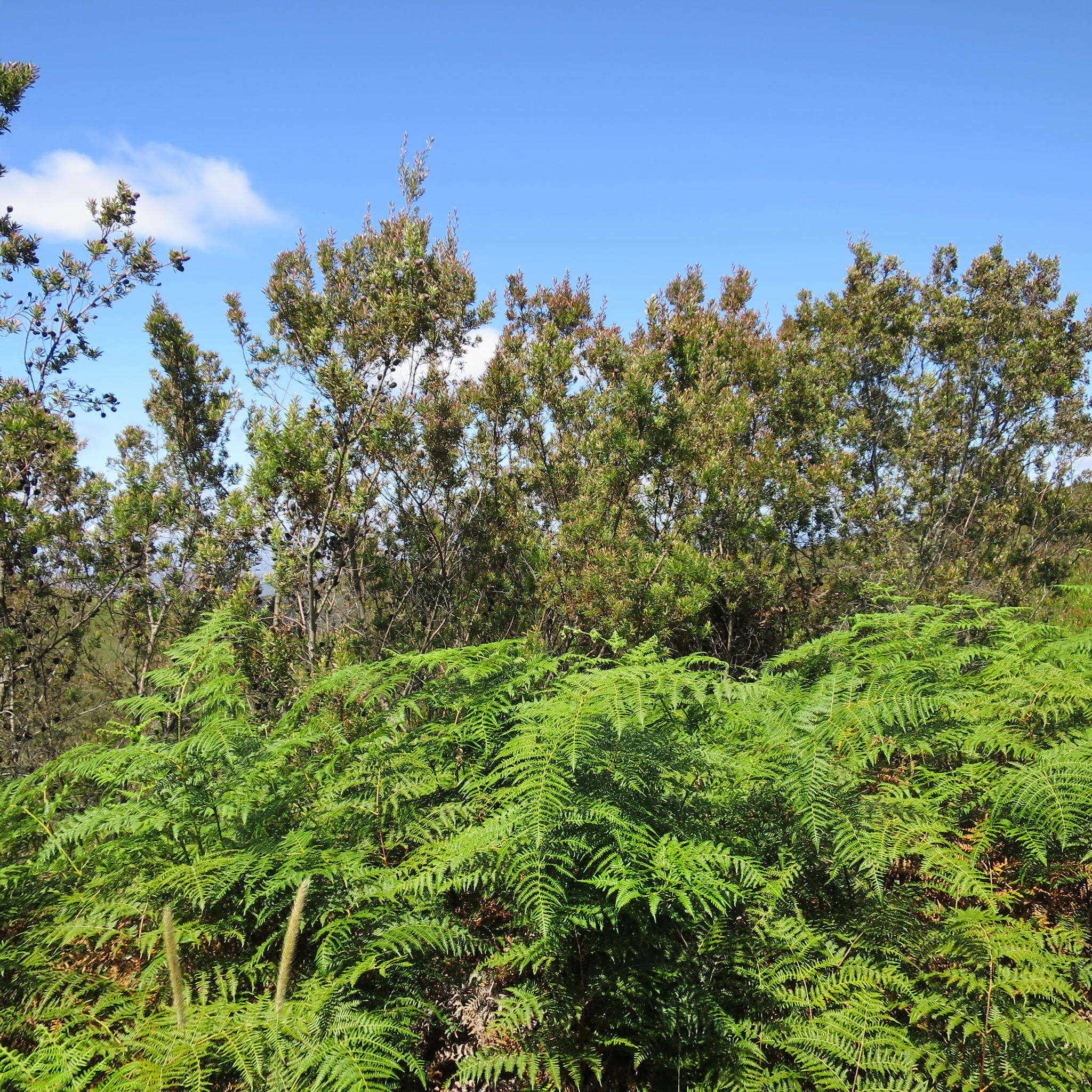 Image of Bracken