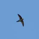 Image of Philippine Swiftlet