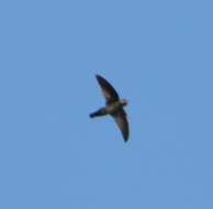 Image of Philippine Swiftlet