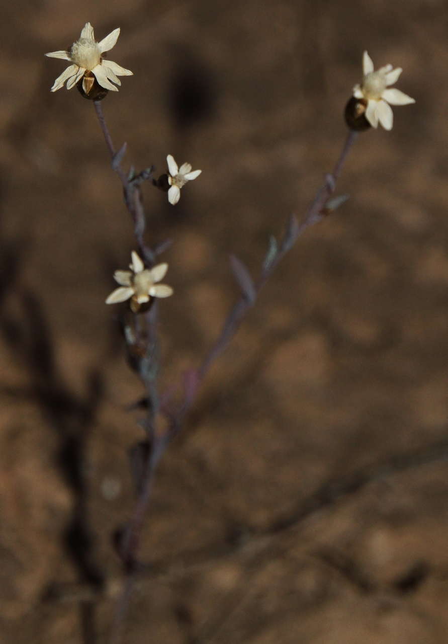 Imagem de Rhodanthe stricta (Lindl.) P. G. Wilson