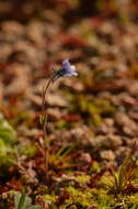 Linaria arvensis (L.) Desf.的圖片