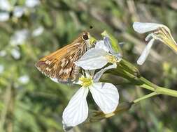 Image de Hylephila signata Blanchard 1852