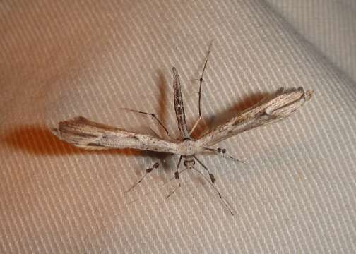 Image of Ragweed Plume Moth