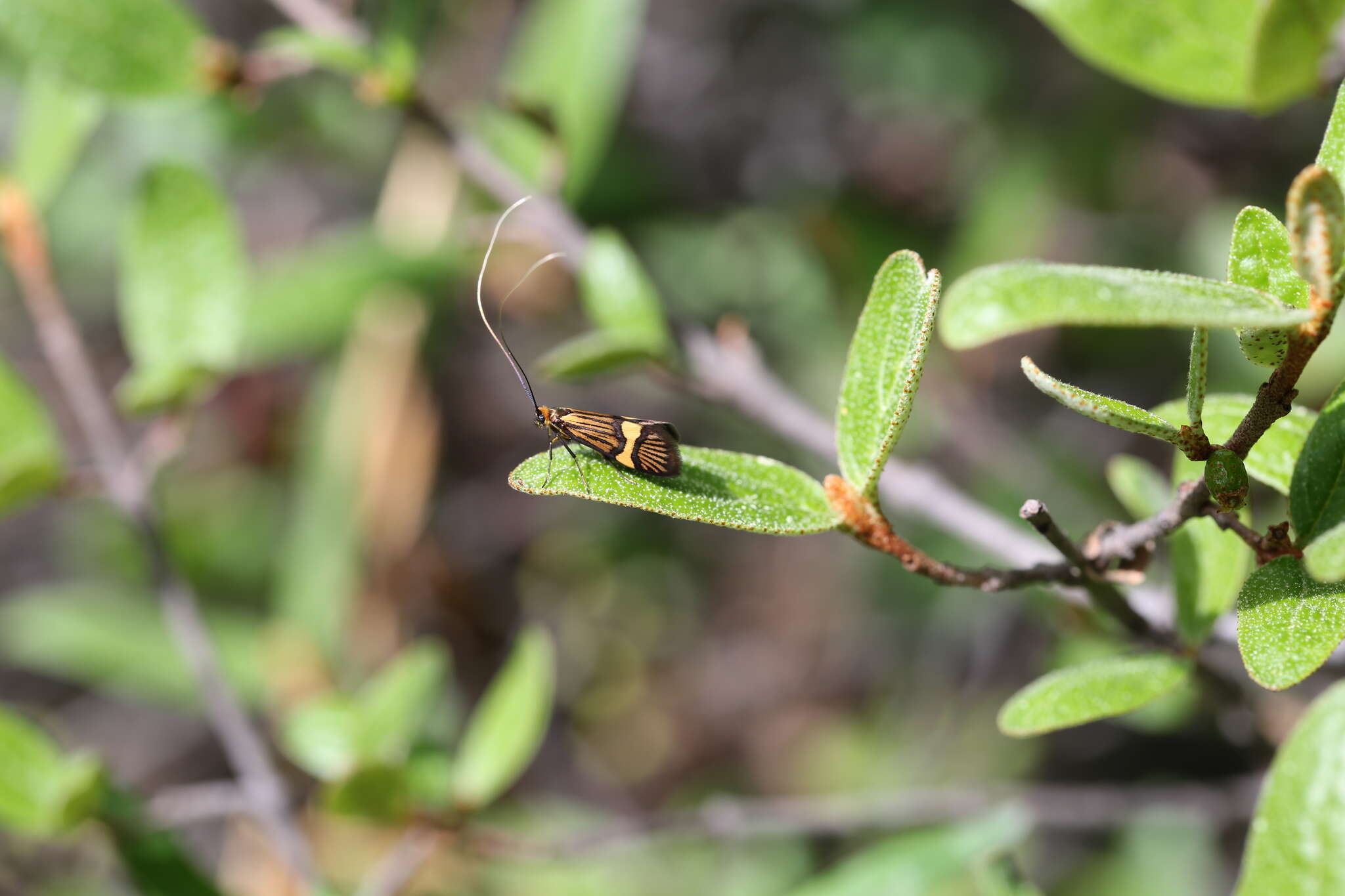 Imagem de Nemophora bellella Walker 1863