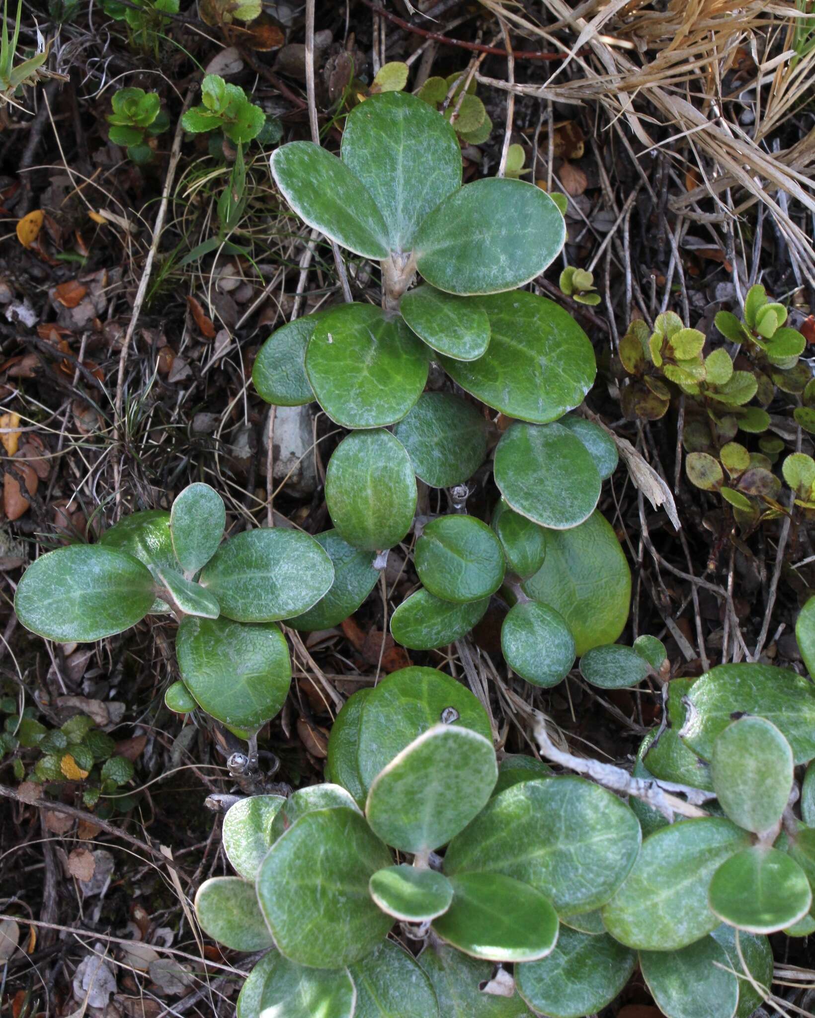 Image of Brachyglottis bidwillii (Hook. fil.) B. Nord.