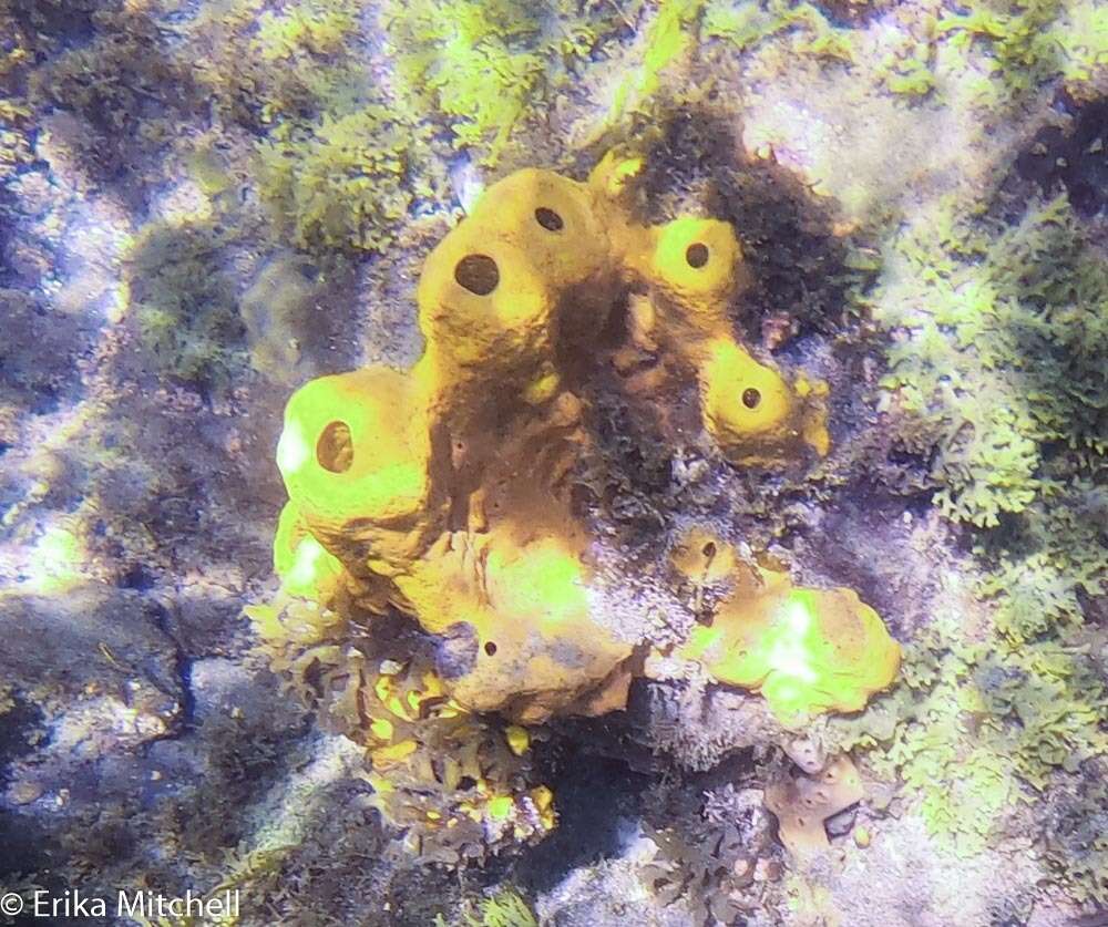 Image of Yellow tube sponge