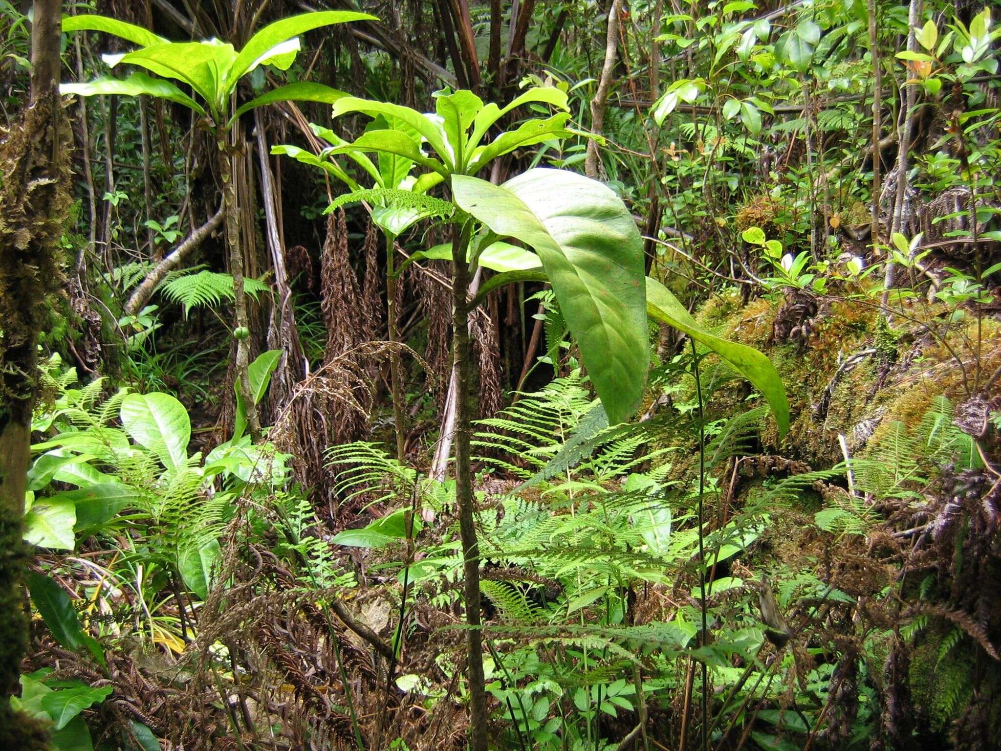 Image of Maui Pilo Kea