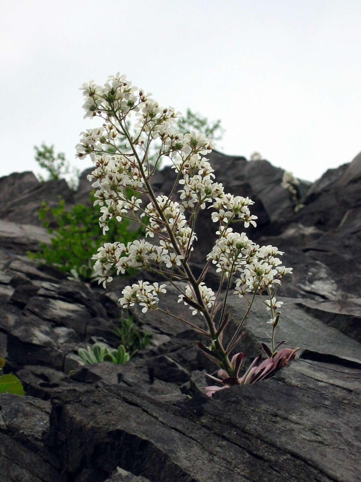 Imagem de Saxifraga cotyledon L.