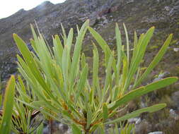 Image de Protea repens (L.) L.