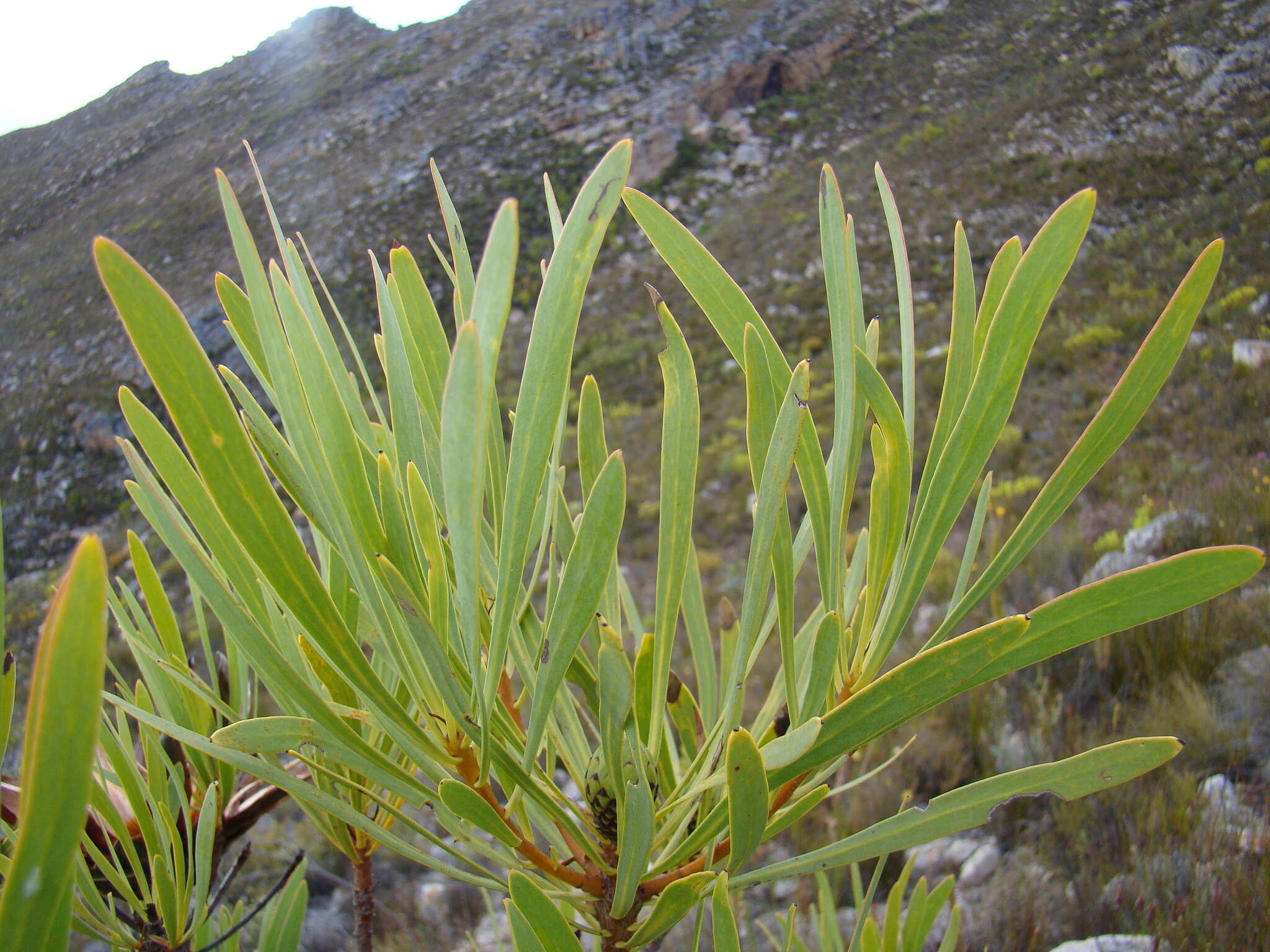 Image de Protea repens (L.) L.