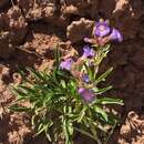 Слика од Penstemon goodrichii N. H. Holmgren